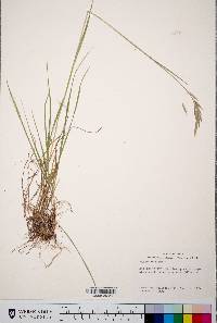 Bromus porteri image