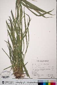 Bromus vulgaris image