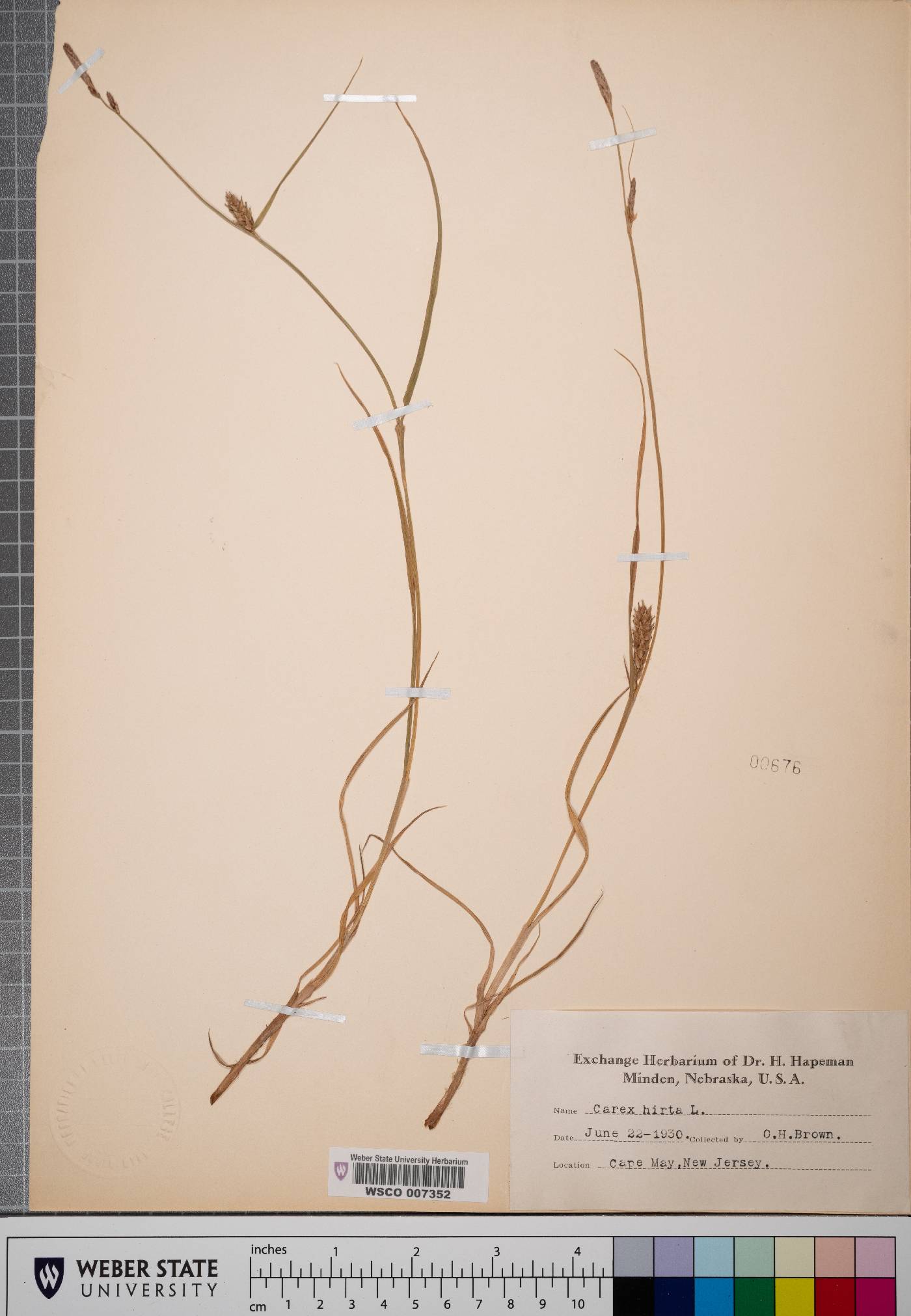 Carex hirta image