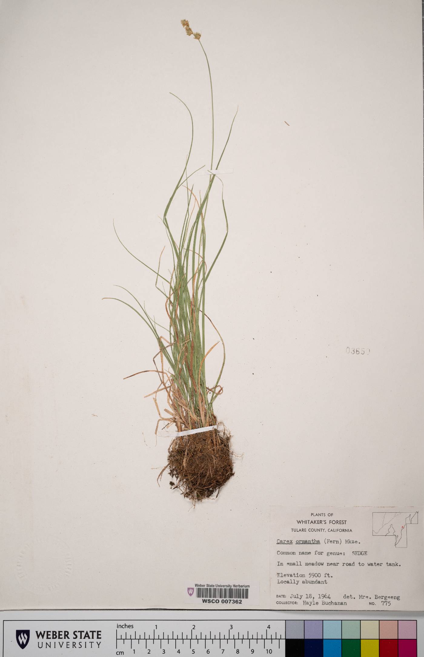 Carex ormantha image