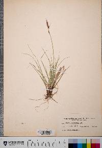 Carex parryana image