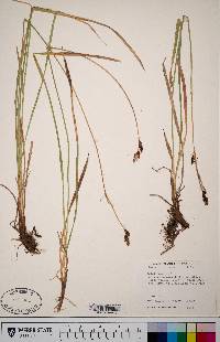 Carex scopulorum image