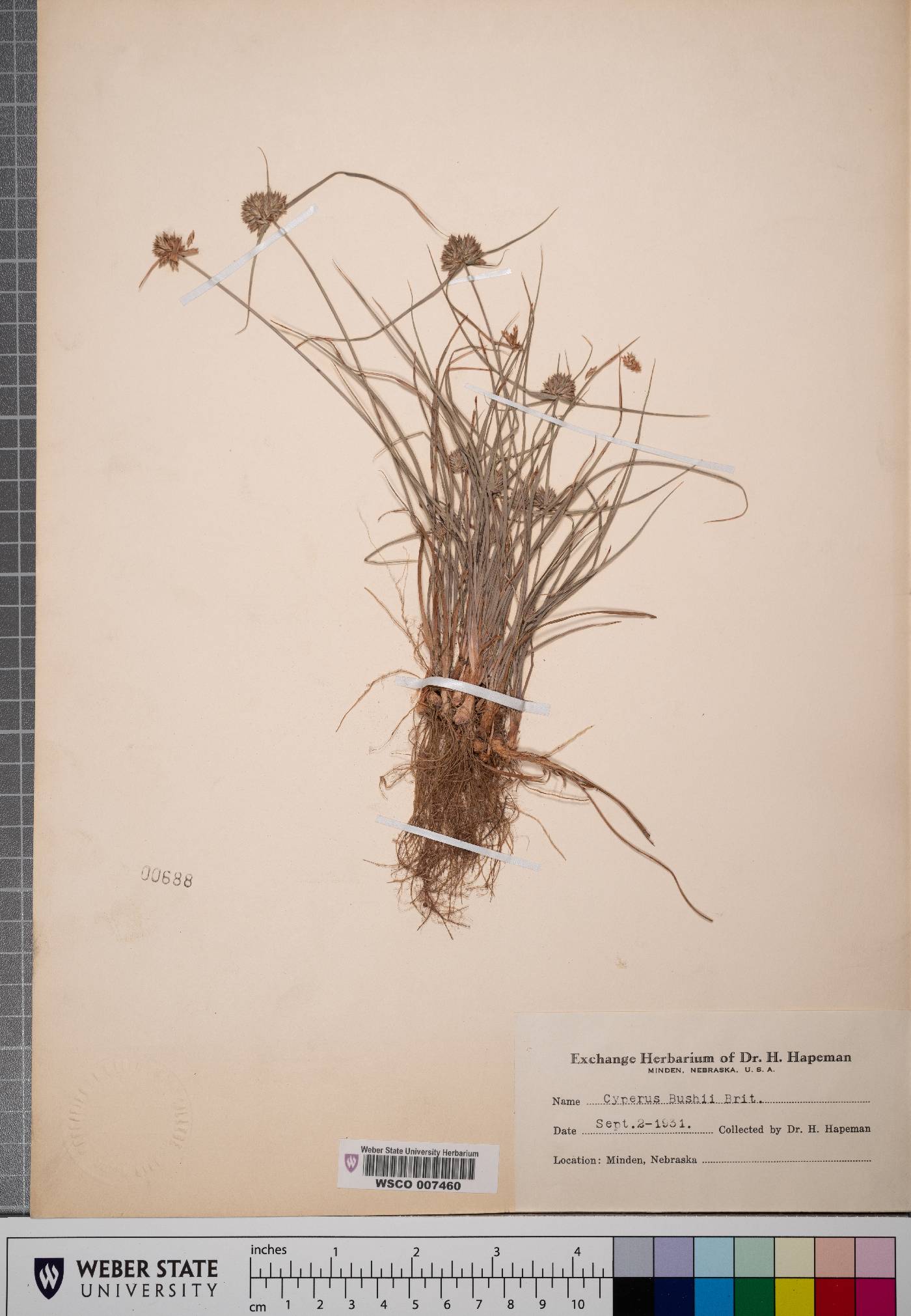 Cyperus bushii image