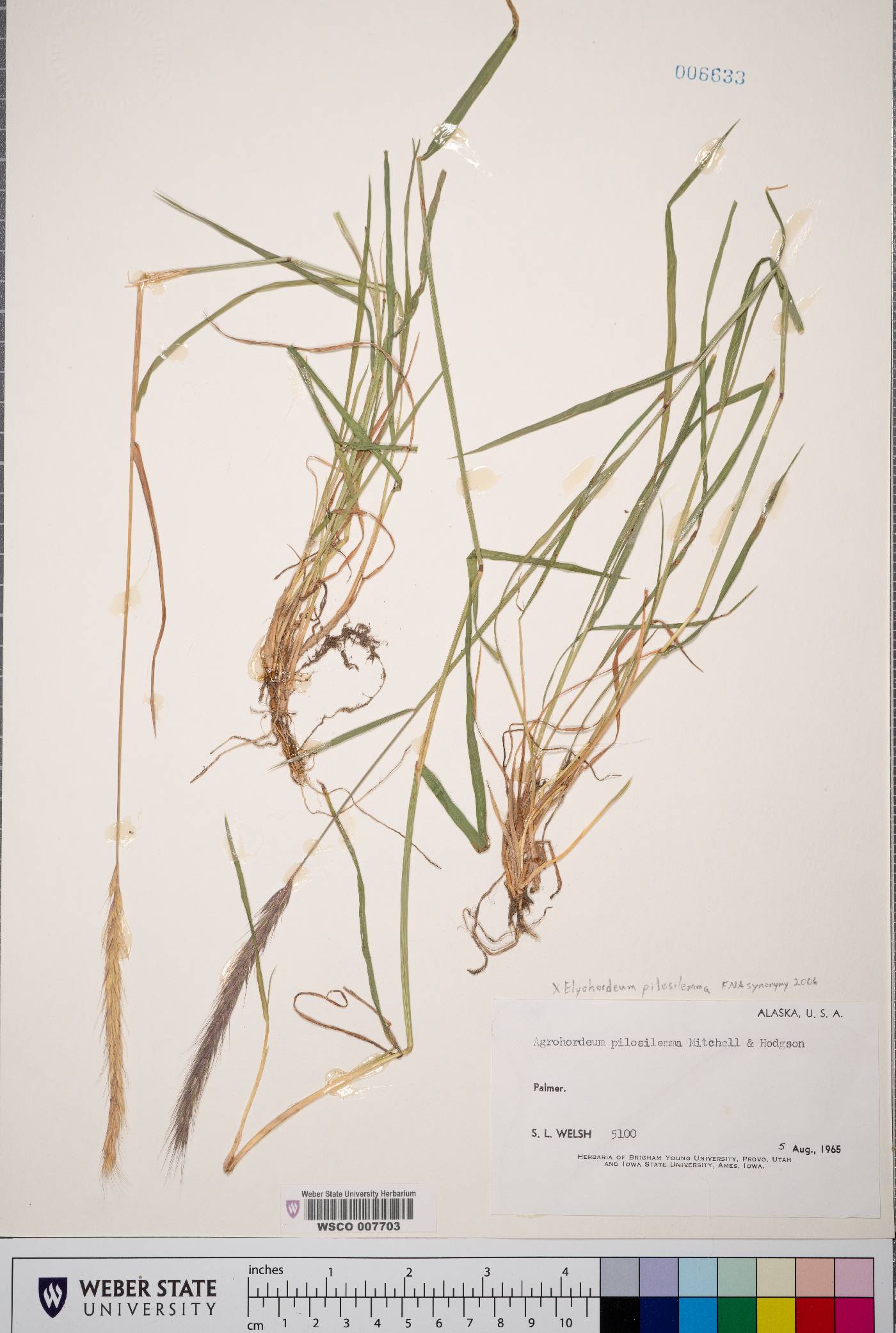x Elyhordeum image