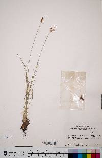 Fimbristylis caroliniana image