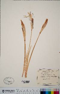 Iris missouriensis image