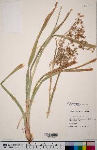 Scirpus microcarpus image