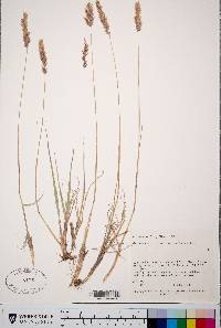 Calamagrostis purpurascens image