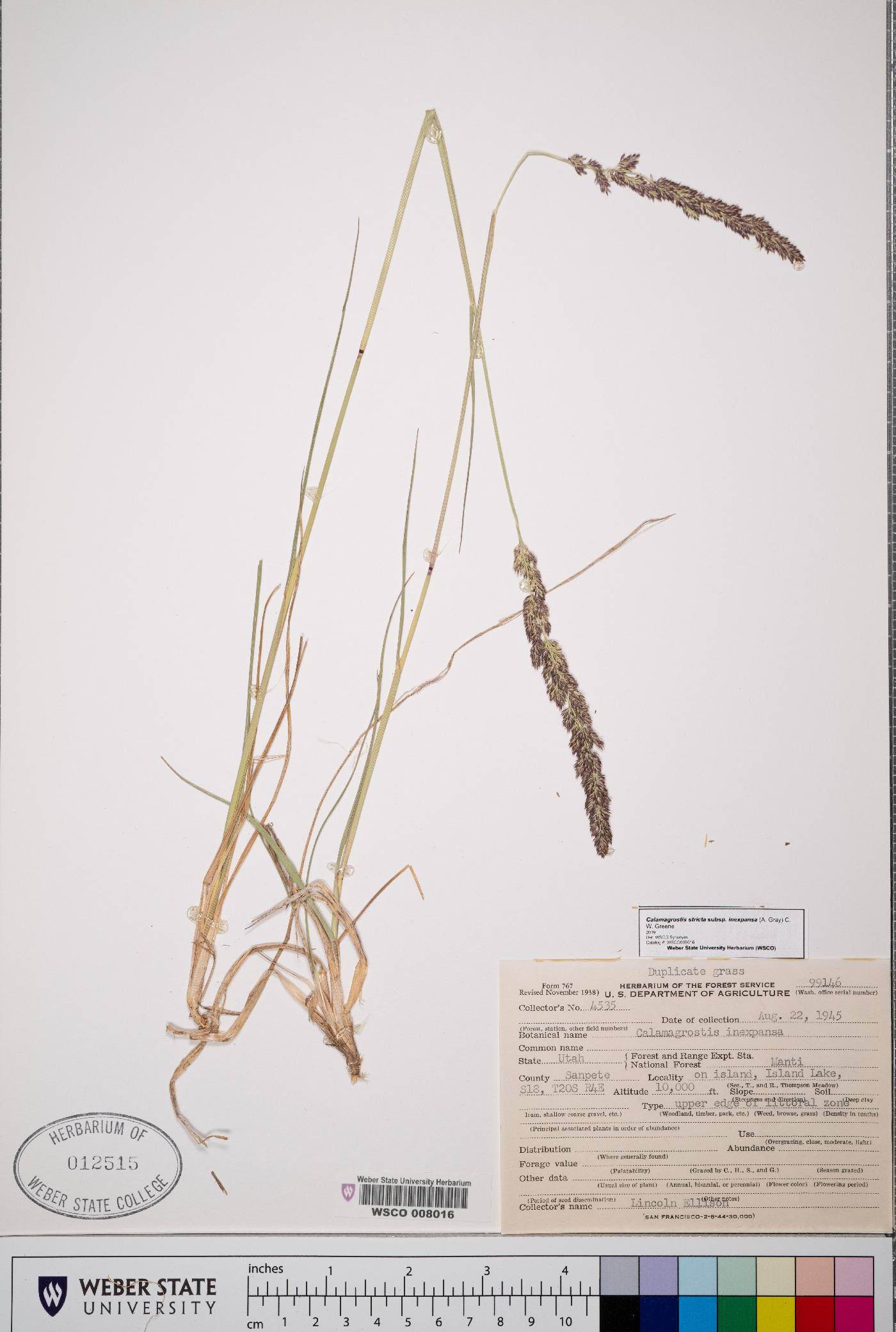Calamagrostis stricta ssp. stricta image