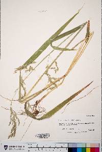 Cinna latifolia image