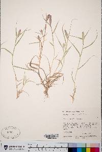 Crypsis schoenoides image