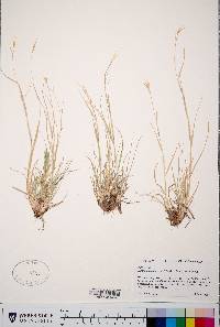 Danthonia unispicata image