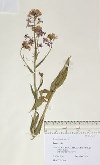 Hesperis matronalis image