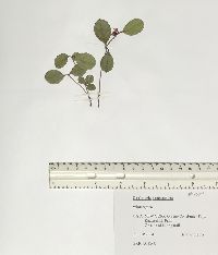 Gaultheria procumbens image