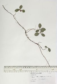 Gaultheria procumbens image