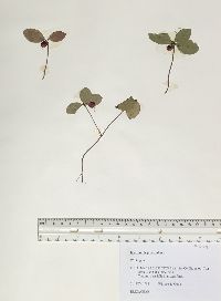 Gaultheria procumbens image