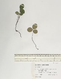 Gaultheria procumbens image