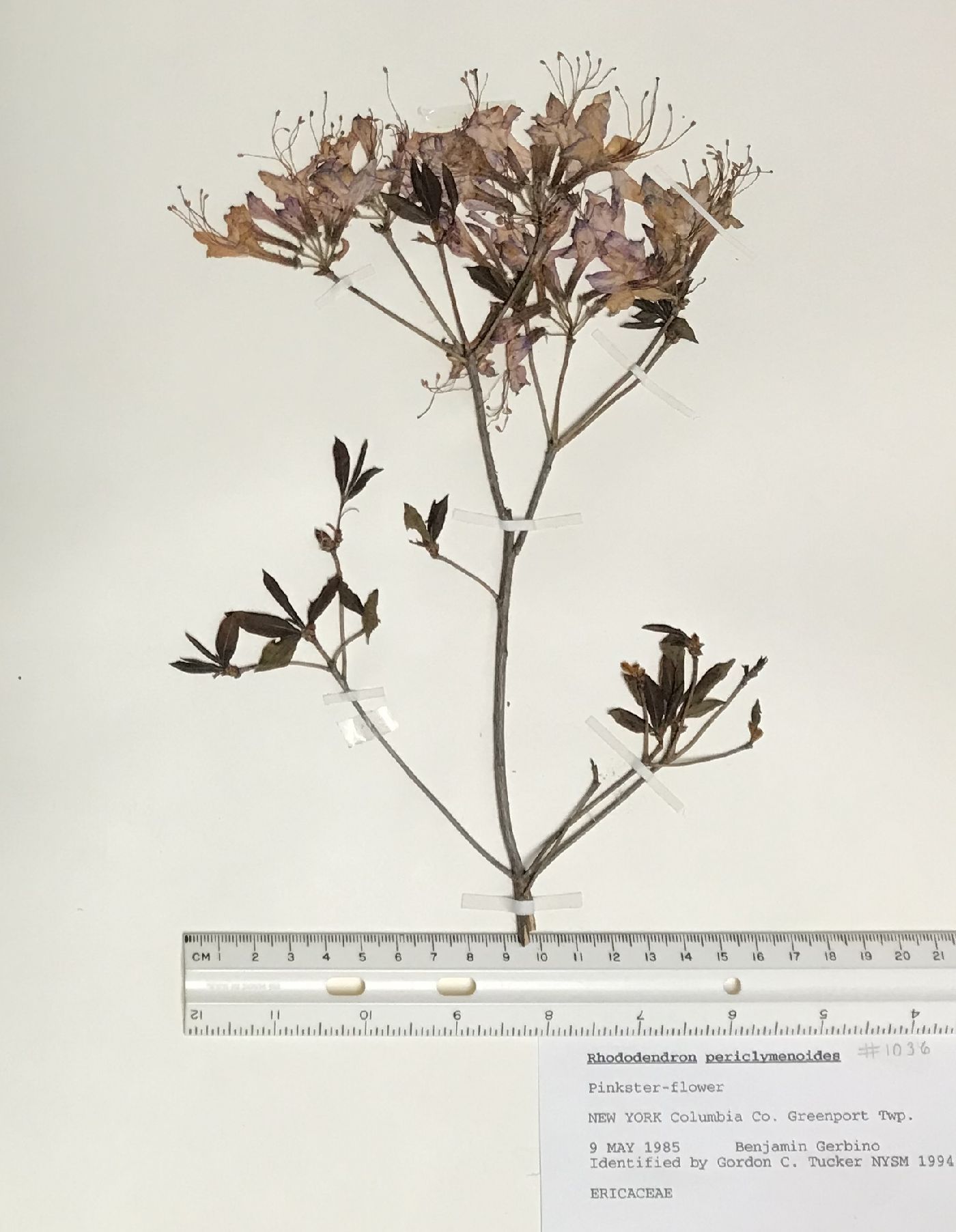 Rhododendron periclymenoides image