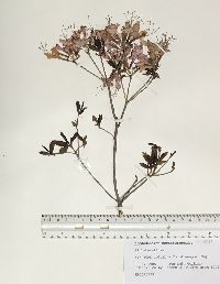 Rhododendron periclymenoides image