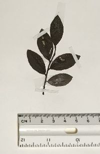 Vaccinium myrtilloides image