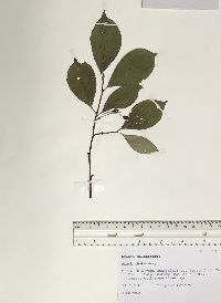 Aronia melanocarpa image