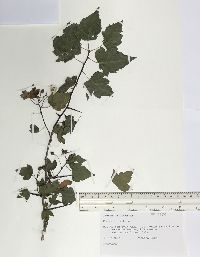 Crataegus pruinosa image