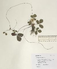 Fragaria vesca image