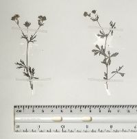 Potentilla argentea image