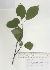 Prunus avium image