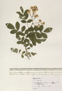 Rosa multiflora image