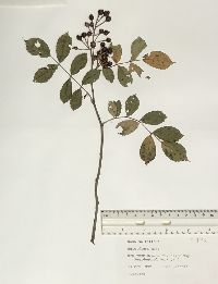 Rosa multiflora image