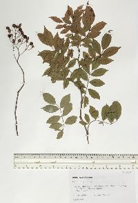 Rosa multiflora image