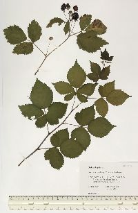 Rubus flagellaris image