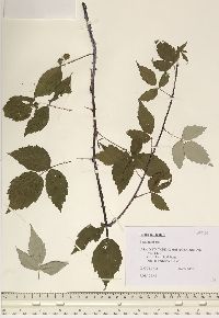 Rubus occidentalis image