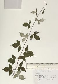 Rubus occidentalis image