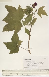 Rubus odoratus image