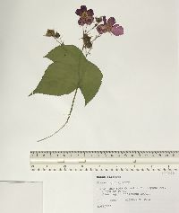 Rubus odoratus image