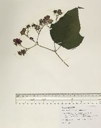 Rubus odoratus image