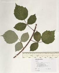 Rubus phoenicolasius image