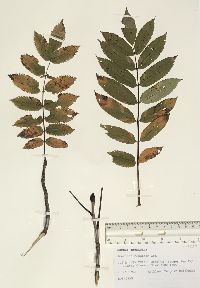 Sorbus americana image