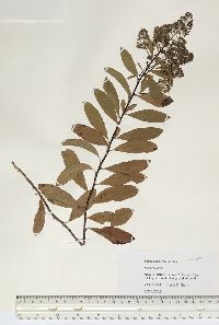 Spiraea alba image