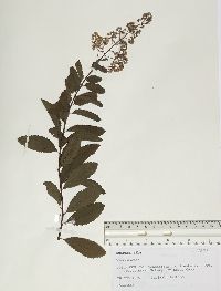 Spiraea alba image