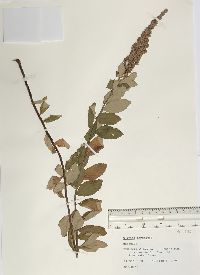 Spiraea tomentosa image