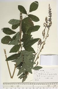 Desmodium canadense image