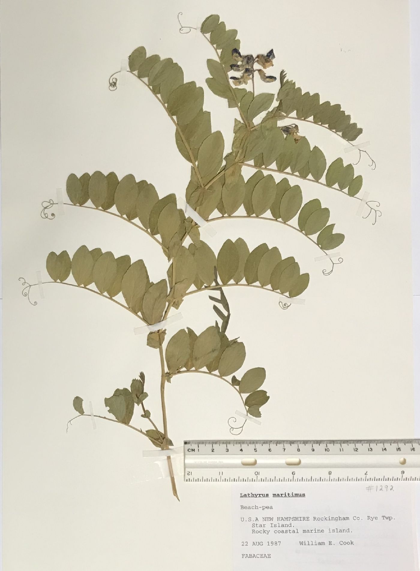 Lathyrus maritimus image