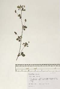 Trifolium dubium image