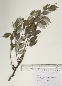 Elaeagnus umbellata image