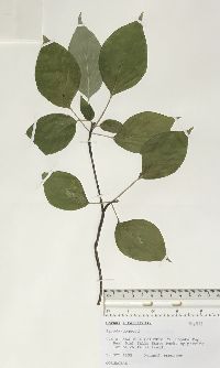 Cornus alternifolia image