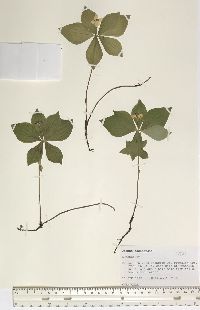 Cornus canadensis image