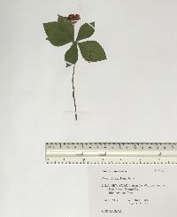 Cornus canadensis image